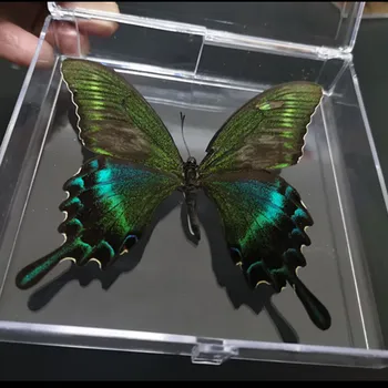 1PCS gamtos nekilnojamojo drugelis pavyzdys pakuotėje gražus drugelis surinkimo mokymo pavyzdys namų puošybai meno dovana