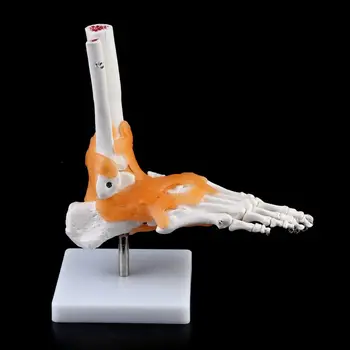 1: 1 Žmogaus Skeletas Žmogaus Modelis, Bendroji Medicinos Anatomijos Kulkšnies Raiščių Anatomiškai Mokymo Išteklių Įrankis